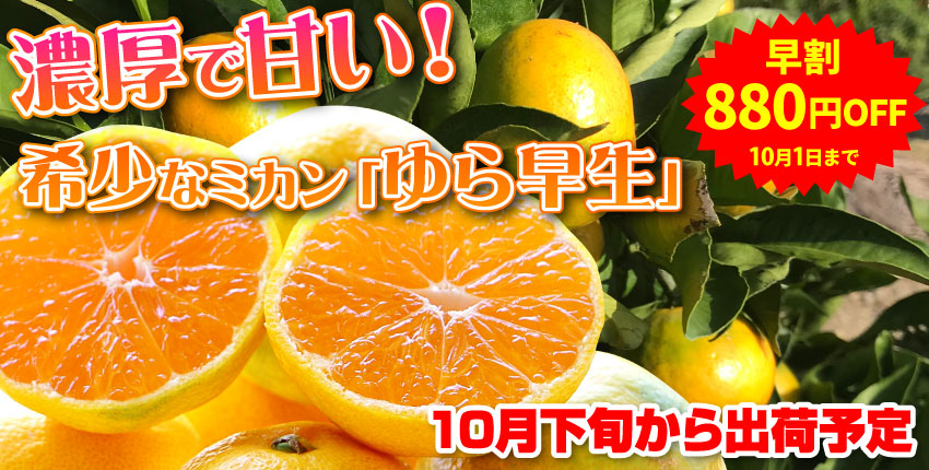 静岡県産ゆら早生みかん