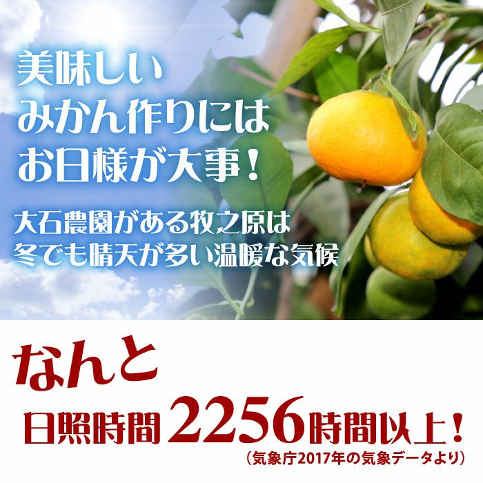 静岡県産ハウスみかん 夏の宝石 エレ・ミカン2.5kg ｜ みかんのお取り寄せなら大五セレクション