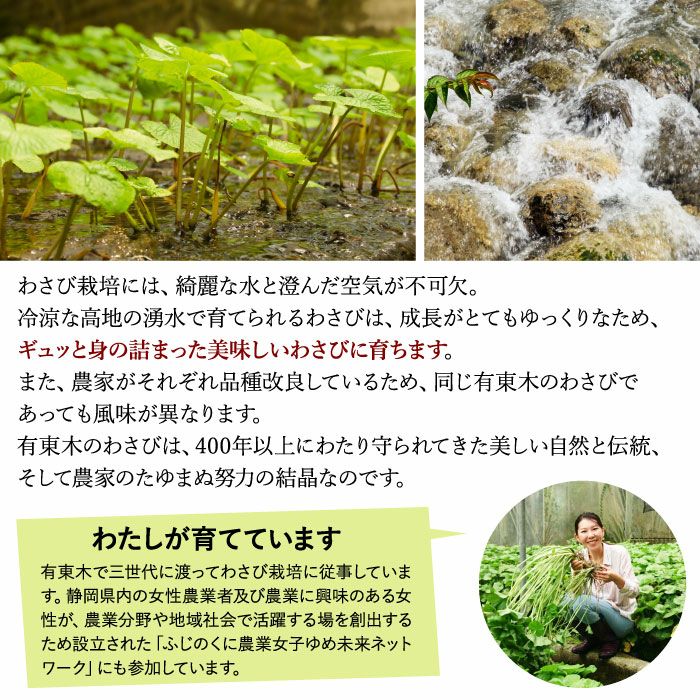 わさび栽培発祥の地「有東木」の本わさび 中サイズ1本 | ワサビのお取り寄せなら大五うなぎ工房本店 わさび栽培発祥の地「有東木」の本わさび 中サイズ1本 | ワサビのお取り寄せなら大五うなぎ工房本店