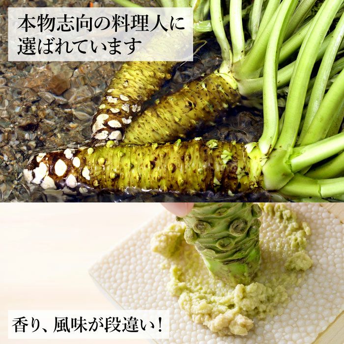 わさび栽培発祥の地「有東木」の本わさび 特大サイズ1本 わさび栽培発祥の地「有東木」の本わさび 特大サイズ1本