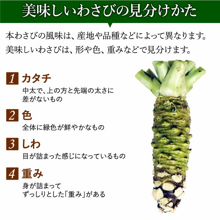 わさび栽培発祥の地「有東木」の本わさび 特大サイズ1本 わさび栽培発祥の地「有東木」の本わさび 特大サイズ1本
