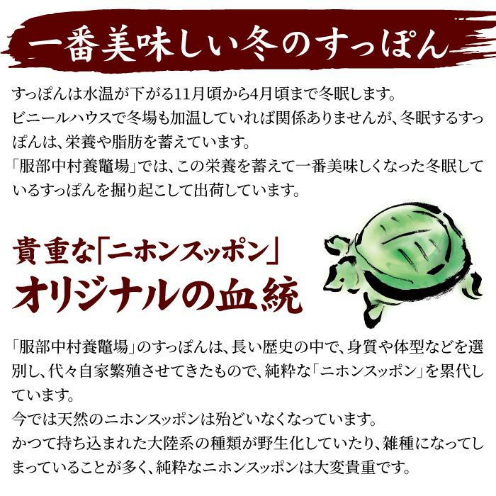 により すっぽん 鍋セット 約3から4人前 西武・そごう ごっつお便PayPayモール店 - 通販 - PayPayモール スッポン 鼈 パワーフード  静岡 服部中村養鼈場 すっぽん をキャンセ