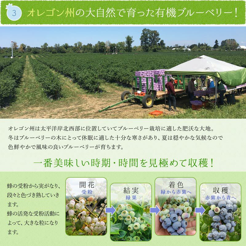 ☆令和7年 生ブルーベリー☆農薬不使用 3kg Zhengli 楽天市場】オーガニック 冷凍ブルーベリー4kg（200g×20パック